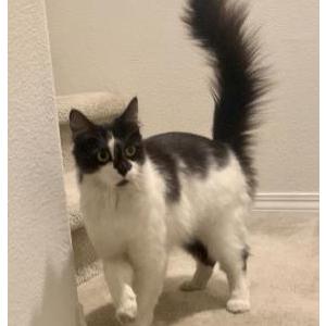 Found Cat Unknown