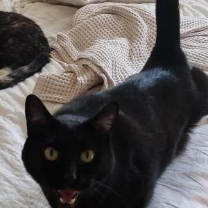 Lost Cat Baxter