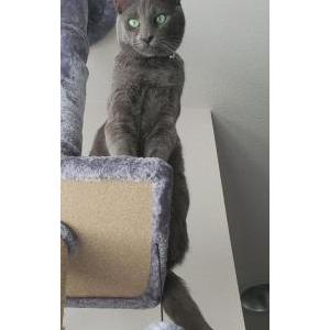 Lost Cat Douglas