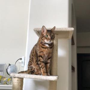 Lost Cat Butter