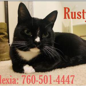 Lost Cat Rusty
