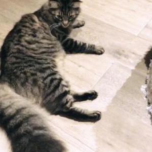 Lost Cat Willow