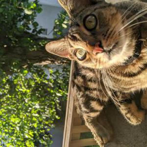 Lost Cat Fez