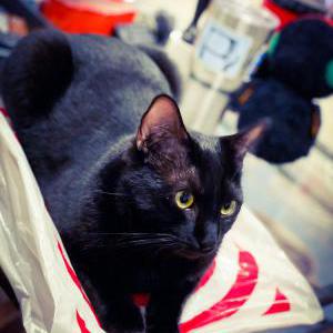 Lost Cat Astro
