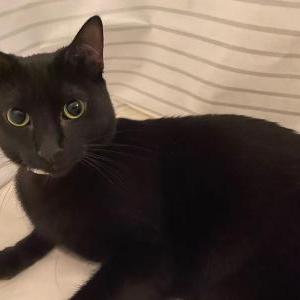 Lost Cat Blackie Chan