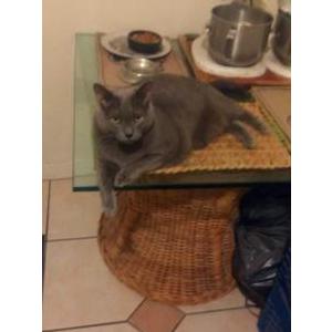 Lost Cat Alex