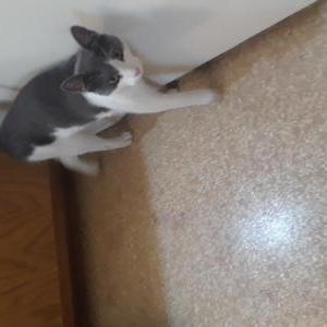 Found Cat Unknown
