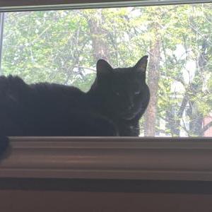 Lost Cat Weby