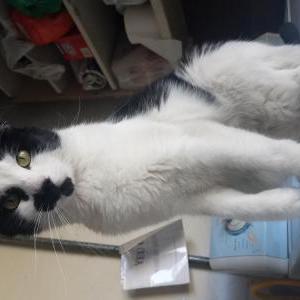 Lost Cat Bella