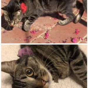 Lost Cat Ruby   Brn/Blk Tabby