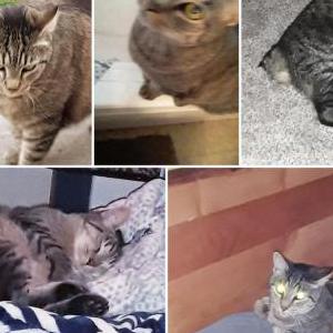 Lost Cat Thumper