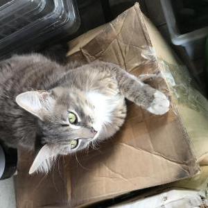 Lost Cat Shadow