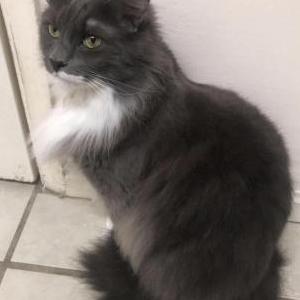 Lost Cat Bo’ Rai Cho