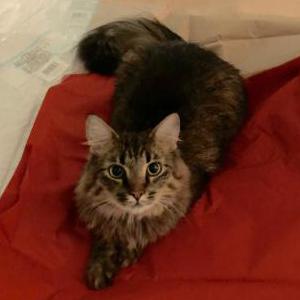 Lost Cat Artie