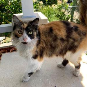 Lost Cat Cookie