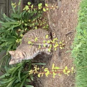 Lost Cat Snowball