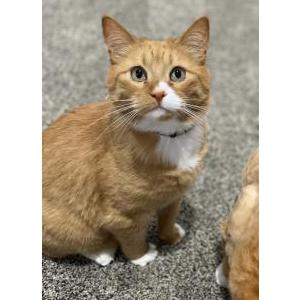 Pin On Lost Pet Alerts