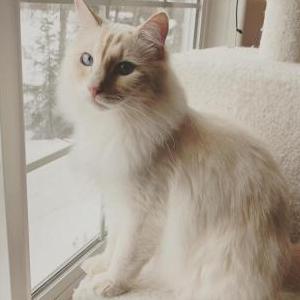 Lost Cat Andy