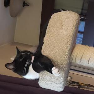 Lost Cat Stanley