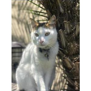 Lost Cat Tyga