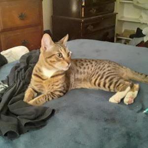 Lost Cat Burt