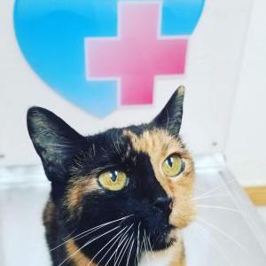 Lost Cat Phantom