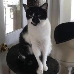 Lost Cat Violet