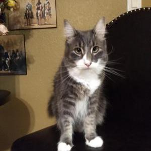 Lost Cat Snickers