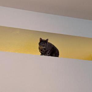 Lost Cat Anouk