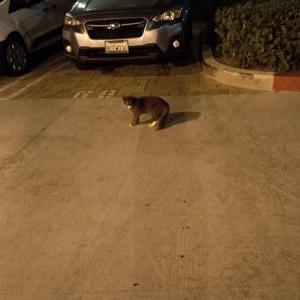 Found Cat unknown