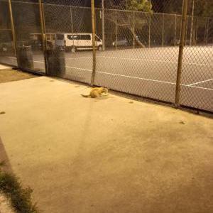 Found Cat unknown