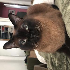 Lost Cat Cody