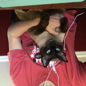Lost Cat Pango