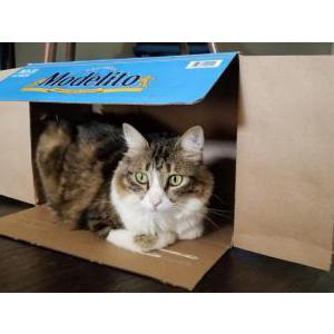 Lost Cat Poulette