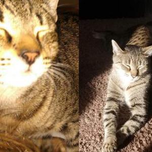 Lost Cat Beaux