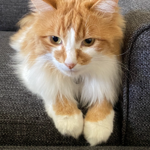 Lost Cat Maui