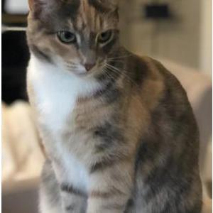 Lost Cat Bean