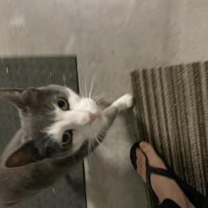 Found Cat Unknown