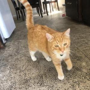Lost Cat Brodie