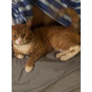Lost Cat Trigger