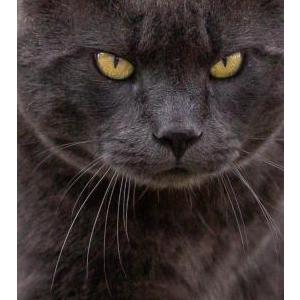 2nd Image of Smokey, Lost Cat