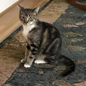 Lost Cat Griffin