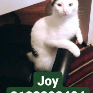 Lost Cat Joy