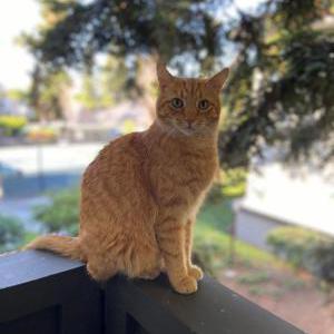 Lost Cat Unknown