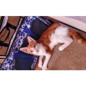 Lost Cat Patatiz
