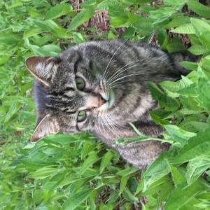 Lost Cat Buck