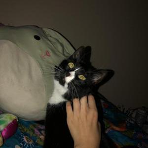 Lost Cat Sarah