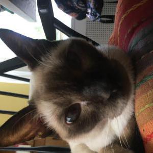 Found Cat unknown