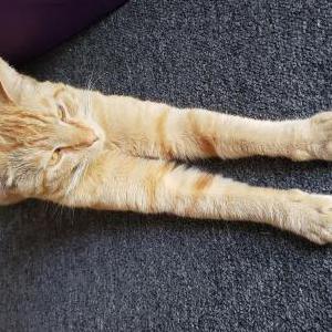 Lost Cat Nang Nang