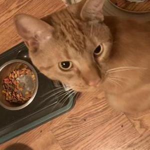 Lost Cat Percy